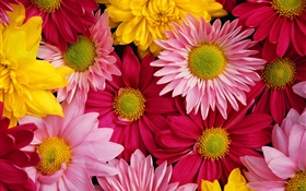 chrysanthème rose, coloré HD Fonds d'écran