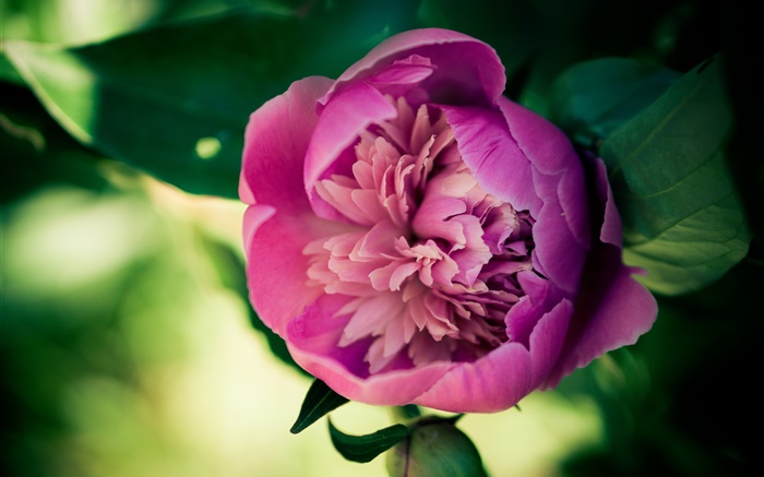 fleur de pivoine rose close-up Fonds d'écran, image