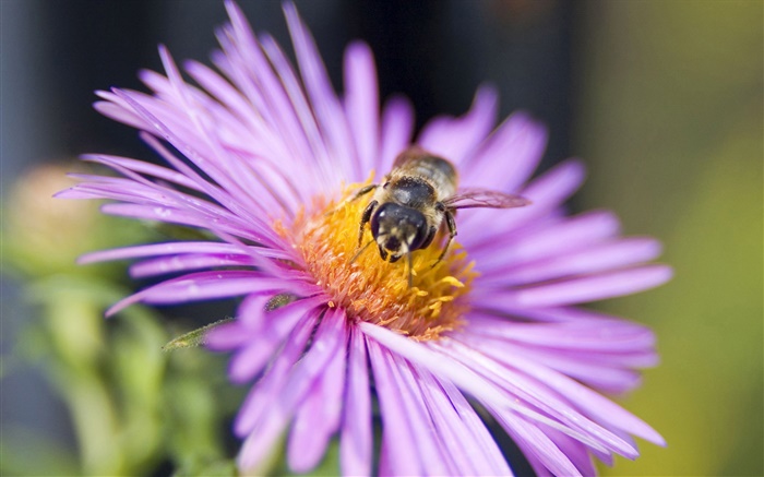 pétales rose fleur, abeille, insecte gros plan Fonds d'écran, image