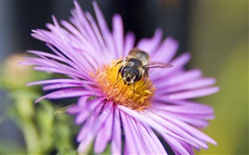 pétales rose fleur, abeille, insecte gros plan HD Fonds d'écran