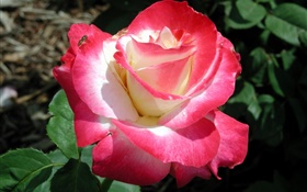 pétales rose rose, fleur gros plan, rosée