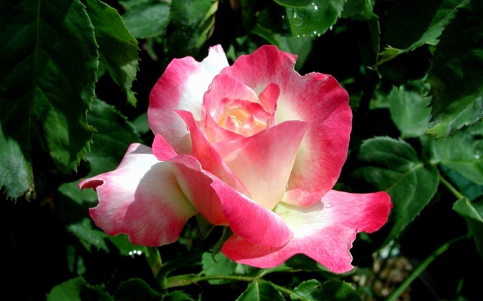 pétales rose fleur rose close-up, des gouttes d'eau Fonds d'écran, image