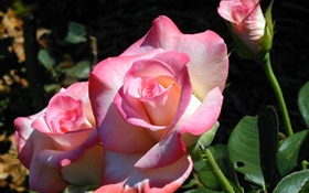 pétales rose rose, fleurs, ressort