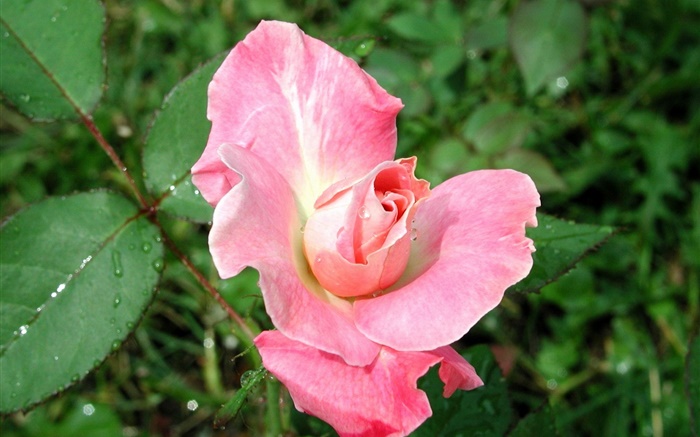 Pink rose après la pluie Fonds d'écran, image