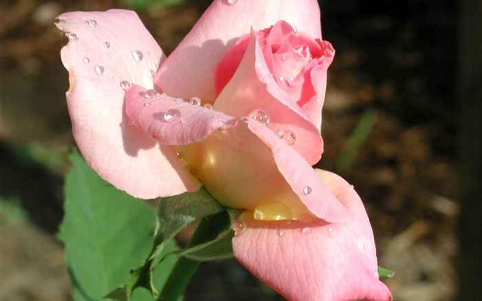 Rose fleur rose gros plan, rosée Fonds d'écran, image