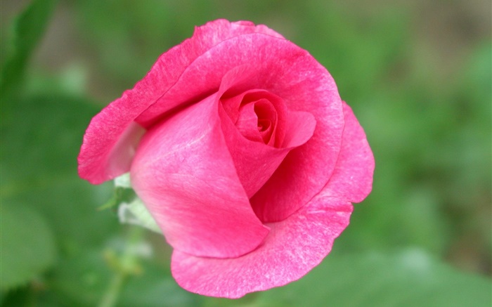 Rose fleur rose close-up, fond vert Fonds d'écran, image