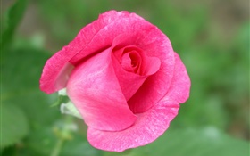 Rose fleur rose close-up, fond vert