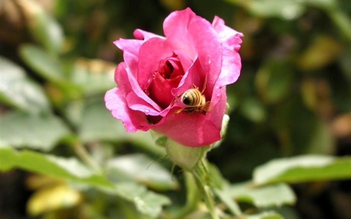Rose rose fleur, rosée, abeille Fonds d'écran, image