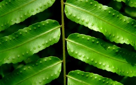Plantes feuilles vertes close-up HD Fonds d'écran