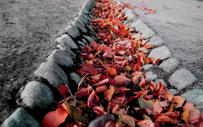 Les feuilles rouges, la terre, l'automne Fonds d'écran, image