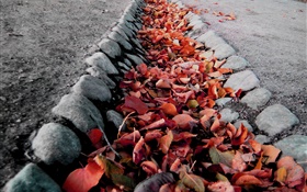 Les feuilles rouges, la terre, l'automne HD Fonds d'écran