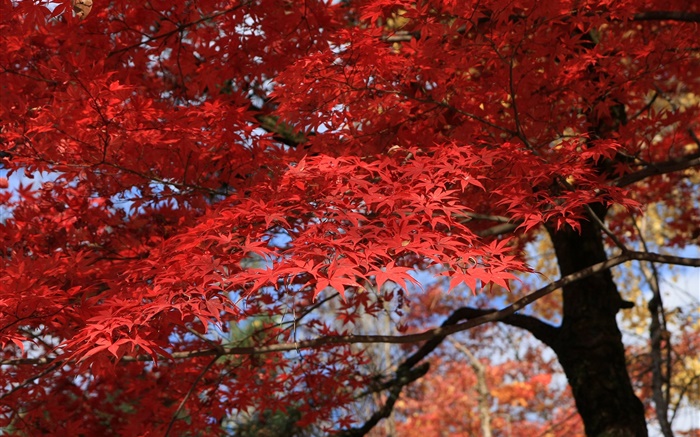 Les feuilles rouges, arbre d'érable, bel automne Fonds d'écran, image