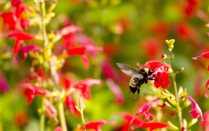 petites fleurs rouges, abeille insecte Fonds d'écran, image
