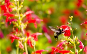 petites fleurs rouges, abeille insecte HD Fonds d'écran