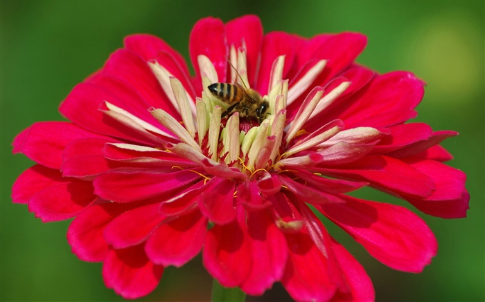 pétales rouges fleur, abeille, fond vert Fonds d'écran, image