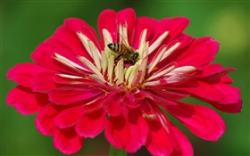 pétales rouges fleur, abeille, fond vert
