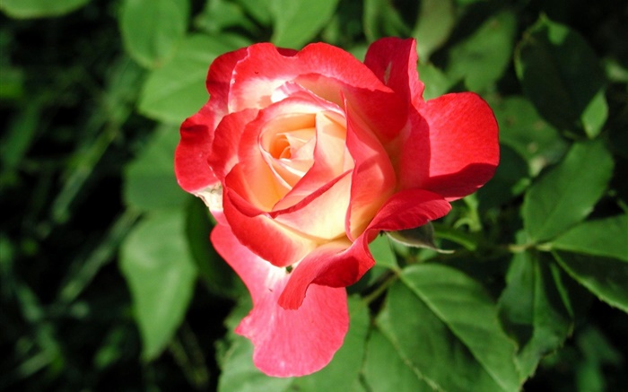 Rouge, rose, fleur gros plan, feuilles Fonds d'écran, image