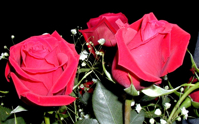 Rose rouge fleurs, bouquet Fonds d'écran, image