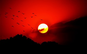 Ciel rouge, nuages, coucher de soleil, lueur, oiseaux, silhouette HD Fonds d'écran
