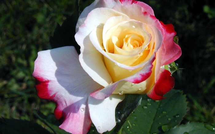 Rose fleur close-up, trois couleurs pétales, rosée Fonds d'écran, image