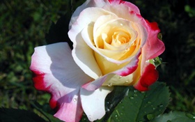 Rose fleur close-up, trois couleurs pétales, rosée
