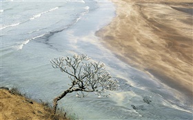 Mer, plage, côte, arbre HD Fonds d'écran