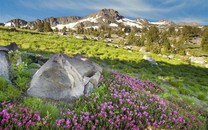 Slope, montagnes, herbe, fleurs, nature Fonds d'écran, image