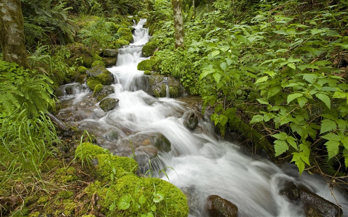 Spring Creek, buisson, Oregon, Etats-Unis Fonds d'écran, image