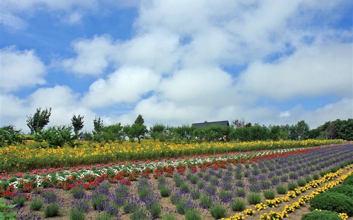 champ de fleurs d'été, nuage, Hokkaido, Japon Fonds d'écran, image