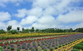 champ de fleurs d'été, nuage, Hokkaido, Japon HD Fonds d'écran