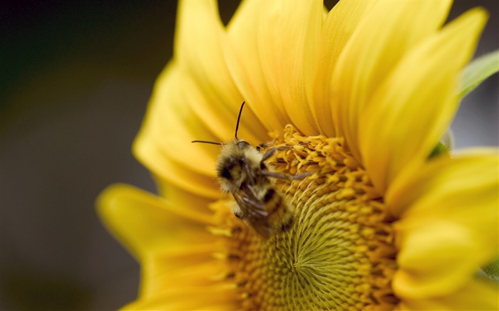 Tournesol, abeille gros plan Fonds d'écran, image