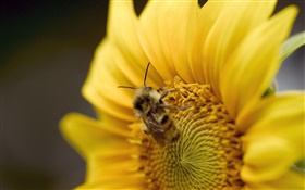 Tournesol, abeille gros plan HD Fonds d'écran