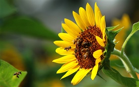 Tournesol, abeille, insecte HD Fonds d'écran