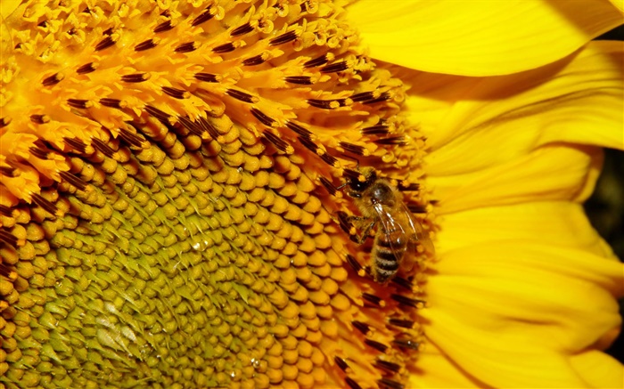 Tournesol, pétales jaunes, pistil, abeille Fonds d'écran, image