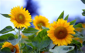 Tournesols close-up, fleurs jaunes HD Fonds d'écran