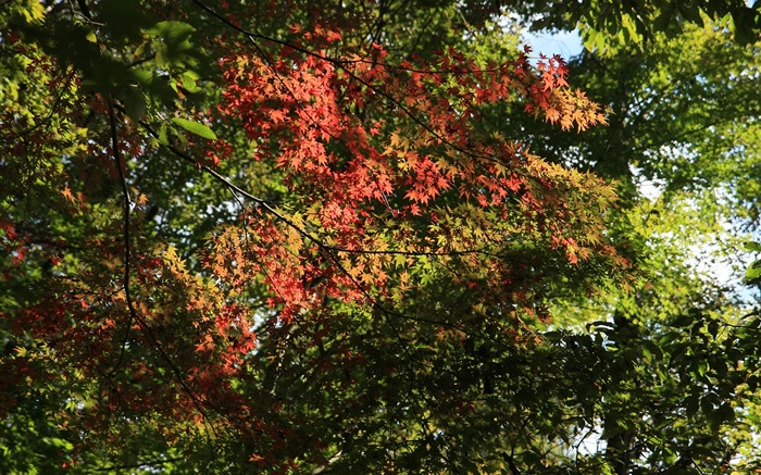 Les arbres, les feuilles d'érable, vert et rouge, la lumière du soleil, automne Fonds d'écran, image