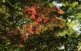 Les arbres, les feuilles d'érable, vert et rouge, la lumière du soleil, automne