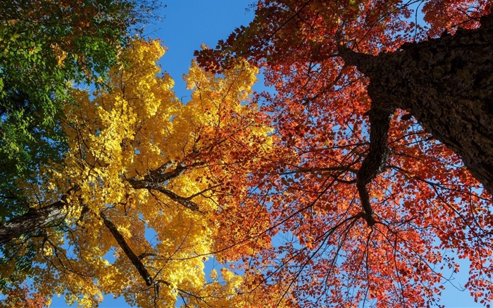 Les arbres, les feuilles jaunes et rouges, automne Fonds d'écran, image