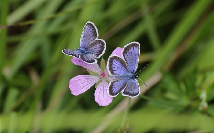 Deux papillons, herbe, fleur, bokeh Fonds d'écran, image