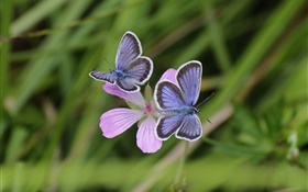 Deux papillons, herbe, fleur, bokeh HD Fonds d'écran