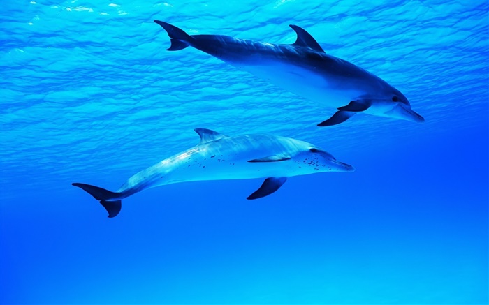 Deux dauphins, sous-marin, mer, océan Fonds d'écran, image