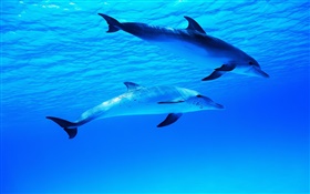 Deux dauphins, sous-marin, mer, océan HD Fonds d'écran