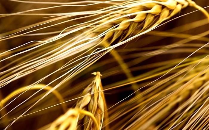 Wheat close-up Fonds d'écran, image