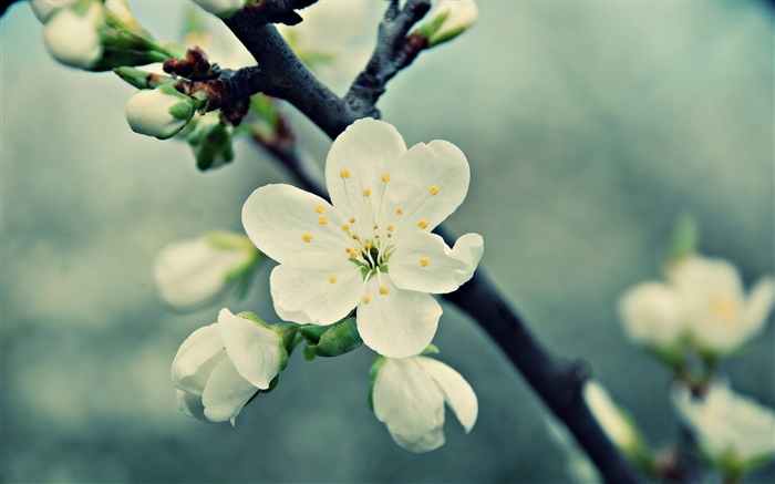 Fleurs blanches de cerisier, pétales, ressort, fleur Fonds d'écran, image