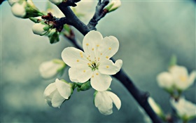 Fleurs blanches de cerisier, pétales, ressort, fleur