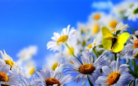 Blanc fleurs de marguerite, papillon, ciel bleu HD Fonds d'écran