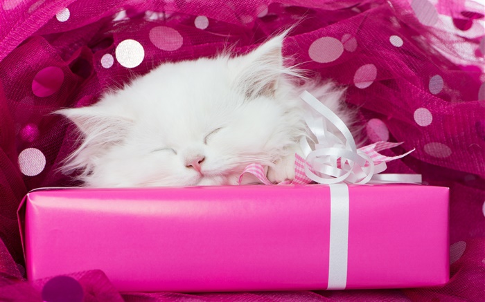 Blanc chaton dormir, cadeaux Fonds d'écran, image