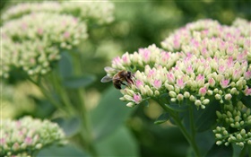 Blanc petites fleurs, abeille, insecte, bokeh HD Fonds d'écran