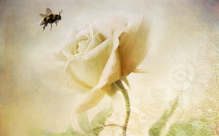 rose blanc, abeille, texture Fonds d'écran, image