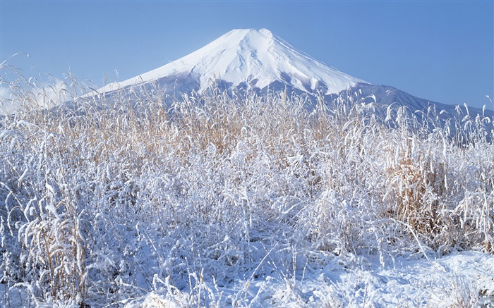 Hiver, l'herbe, la neige, le Mont Fuji, Japon Fonds d'écran, image